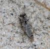 Craticulina sp.